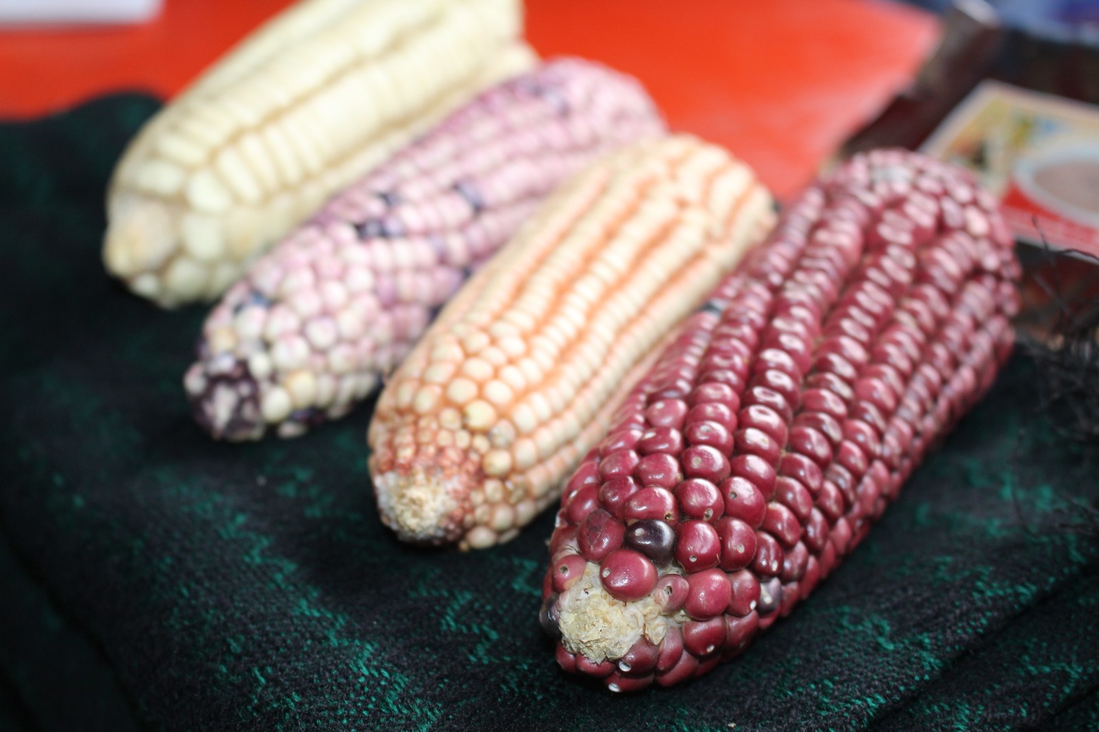 El Salvador-Style Tamales de Elote
