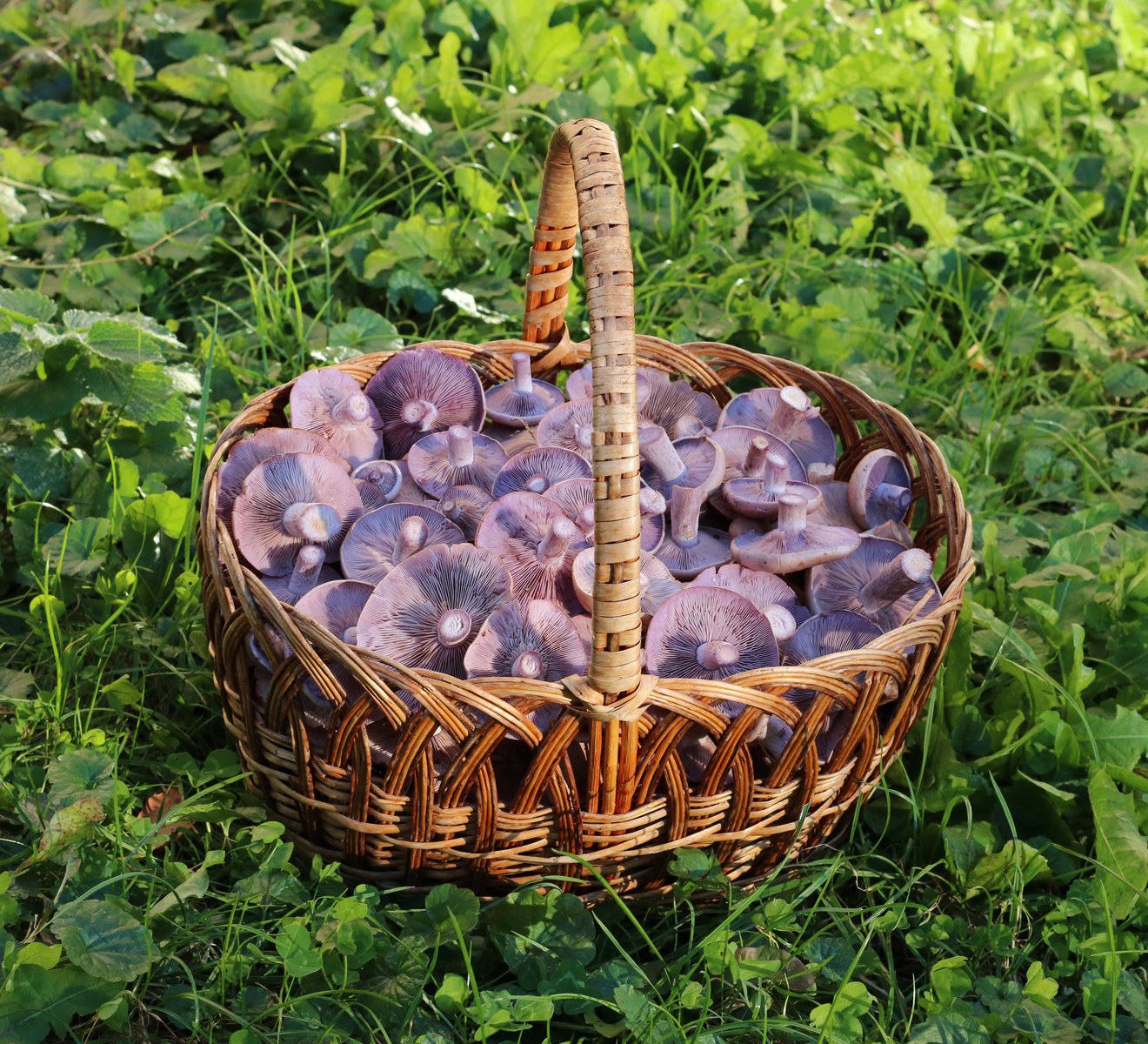 Starbucks-Style Violet Drink